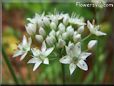 chives flower