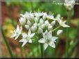 chives flower