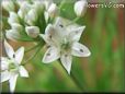chives flower