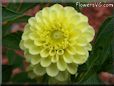 yellow puffy dahlia flower pictures