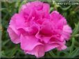 pink carnation flower picture