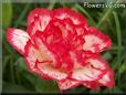 white  red carnation flower