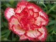 white  red carnation flower
