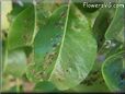leaf disease