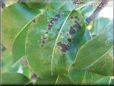 leaf disease