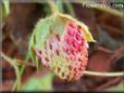 red white strawberry