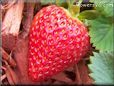 large red strawberry pictures