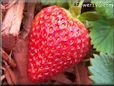 large red strawberry