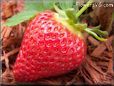 large red strawberry