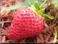 large red strawberry