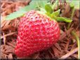 large red strawberry