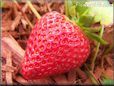 large red strawberry