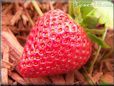 large red strawberry