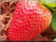 large red strawberry