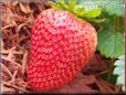 large red strawberry