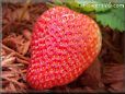large red strawberry