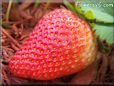 very large red strawberry pictures