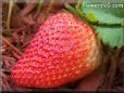 large red strawberry