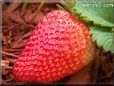 large red strawberry