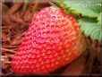 large red strawberry