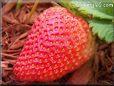 large red strawberry