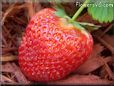 large red strawberry