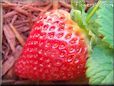 large red strawberry