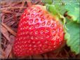 large red strawberry