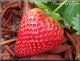 large red strawberry