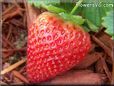 large red strawberry