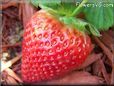 large red strawberry