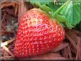 large red strawberry