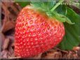 large red strawberry