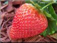 large red strawberry