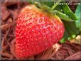 large red strawberry