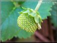 odd shaped strawberry