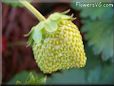 odd shaped white strawberry pictures