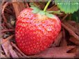 large red strawberry