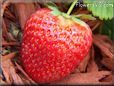 large red strawberry