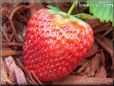 large red strawberry