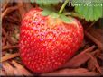 large red strawberry