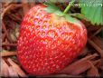 large red strawberry