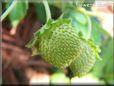 small green strawberry