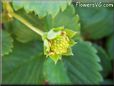 very small strawberry