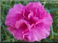 pink carnation flower