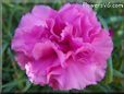 pink carnation flower