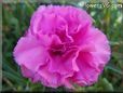 pink carnation flower