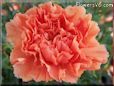 orange carnation flower