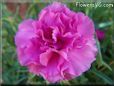 pink carnation flower