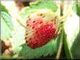 red white strawberry